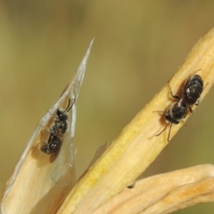 Lasioglossum (Chilalictus) lanarium at Pollinator-friendly garden Conder - 2 Nov 2015