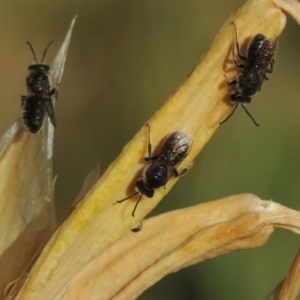 Lasioglossum (Chilalictus) lanarium at Pollinator-friendly garden Conder - 2 Nov 2015 09:07 AM