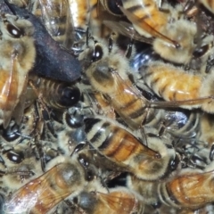Apis mellifera (European honey bee) at Kambah, ACT - 27 Jan 2016 by michaelb