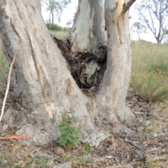 Apis mellifera at Kambah, ACT - 27 Jan 2016