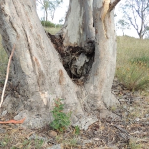 Apis mellifera at Kambah, ACT - 27 Jan 2016 08:19 PM