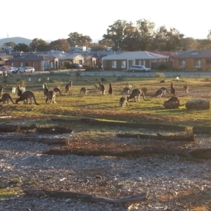 Macropus giganteus at Watson, ACT - 27 Aug 2016