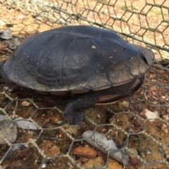 Chelodina longicollis (Eastern Long-necked Turtle) at Mulligans Flat - 1 Sep 2016 by CedricBear