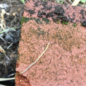 Chilenophilidae (family) at Chisholm, ACT - 1 Sep 2016 11:01 AM