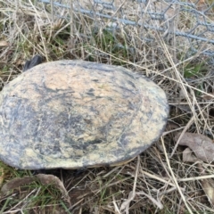 Chelodina longicollis (Eastern Long-necked Turtle) at Mulligans Flat - 1 Sep 2016 by CedricBear