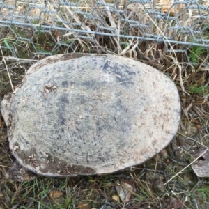 Chelodina longicollis at Gungahlin, ACT - 1 Sep 2016