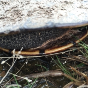 Chelodina longicollis at Gungahlin, ACT - 1 Sep 2016