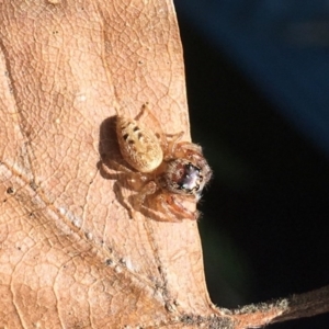 Opisthoncus sp. (genus) at Chisholm, ACT - 1 Sep 2016