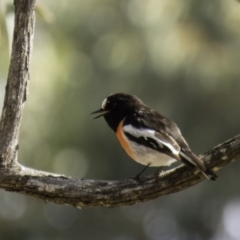 Petroica boodang (Scarlet Robin) at Mulligans Flat - 1 Sep 2016 by CedricBear