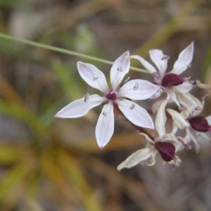 Burchardia umbellata at Hall, ACT - 21 Nov 2007