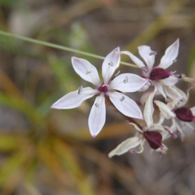 Burchardia umbellata (Milkmaids) at Hall, ACT - 21 Nov 2007 by GeoffRobertson