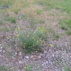 Chrysocephalum semipapposum (Clustered Everlasting) at Hall Cemetery - 21 Nov 2007 by GeoffRobertson