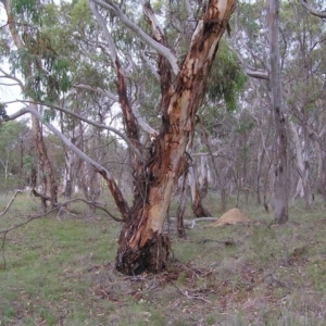 Eucalyptus rubida subsp. rubida at Hall, ACT - 21 Nov 2007