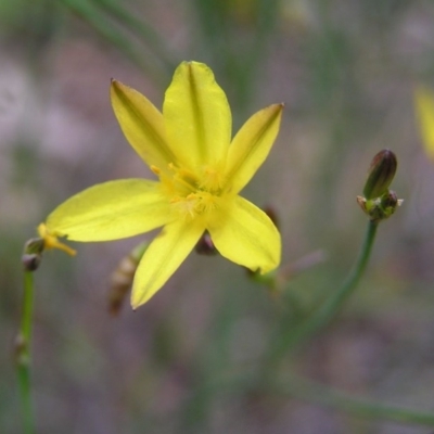 Tricoryne elatior (Yellow Rush Lily) at Hall, ACT - 21 Nov 2007 by GeoffRobertson