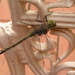 Anax papuensis at Ngunnawal, ACT - 5 Nov 2007