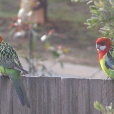 Platycercus eximius (Eastern Rosella) at Ngunnawal, ACT - 20 Jun 2007 by GeoffRobertson