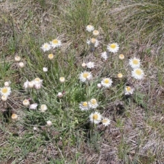 Leucochrysum albicans subsp. tricolor (Hoary Sunray) at Polo Flat, NSW - 10 Nov 2007 by GeoffRobertson