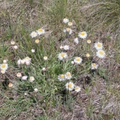 Leucochrysum albicans subsp. tricolor (Hoary Sunray) at Cooma Grasslands Reserves - 9 Nov 2007 by GeoffRobertson