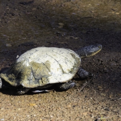 Chelodina longicollis (Eastern Long-necked Turtle) at Gungahlin, ACT - 1 Sep 2016 by CedricBear