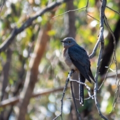 Cacomantis flabelliformis (Fan-tailed Cuckoo) at Mulligans Flat - 1 Sep 2016 by CedricBear