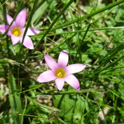 Romulea rosea var. australis (Onion Grass) at Lake Burley Griffin West - 1 Sep 2016 by Mike