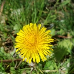 Taraxacum sp. (Dandelion) at Lake Burley Griffin West - 1 Sep 2016 by Mike