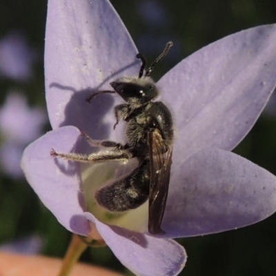 Lasioglossum (Chilalictus) sp. (genus & subgenus) (Halictid bee) at Conder, ACT - 19 Oct 2015 by michaelb
