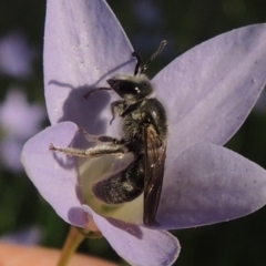 Lasioglossum (Chilalictus) sp. (genus & subgenus) (Halictid bee) at Pollinator-friendly garden Conder - 19 Oct 2015 by michaelb