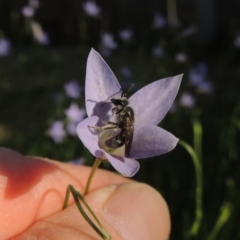 Lasioglossum (Chilalictus) sp. (genus & subgenus) at Conder, ACT - 19 Oct 2015 06:17 PM