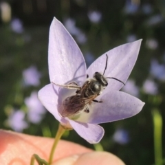 Lasioglossum (Chilalictus) sp. (genus & subgenus) at Conder, ACT - 19 Oct 2015