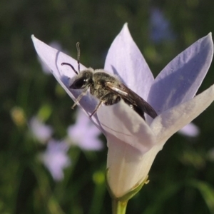 Lasioglossum (Chilalictus) sp. (genus & subgenus) at Conder, ACT - 19 Oct 2015 06:17 PM