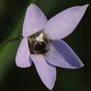 Lasioglossum (Chilalictus) sp. (genus & subgenus) at Conder, ACT - 19 Oct 2015