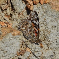 Vanessa kershawi (Australian Painted Lady) at Paddys River, ACT - 1 Sep 2016 by JohnBundock