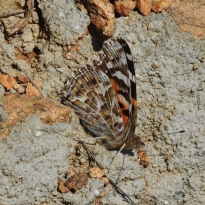 Vanessa kershawi (Australian Painted Lady) at Paddys River, ACT - 1 Sep 2016 by JohnBundock