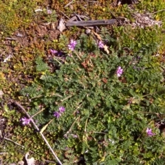 Erodium cicutarium (Common Storksbill, Common Crowfoot) at Isaacs, ACT - 26 Aug 2016 by Mike