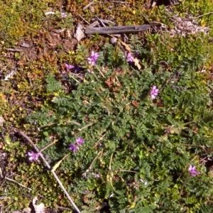 Erodium cicutarium at Isaacs Ridge - 26 Aug 2016 12:17 PM