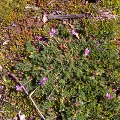 Erodium cicutarium (Common Storksbill, Common Crowfoot) at Isaacs Ridge - 26 Aug 2016 by Mike