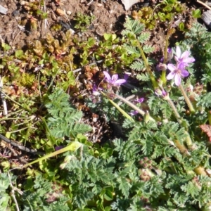 Erodium cicutarium at Isaacs Ridge - 26 Aug 2016