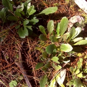 Ajuga australis at Isaacs, ACT - 26 Aug 2016 12:43 PM