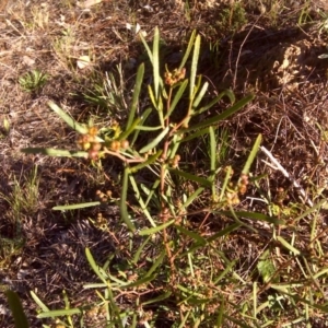 Dodonaea viscosa subsp. angustissima at Isaacs, ACT - 28 Aug 2016