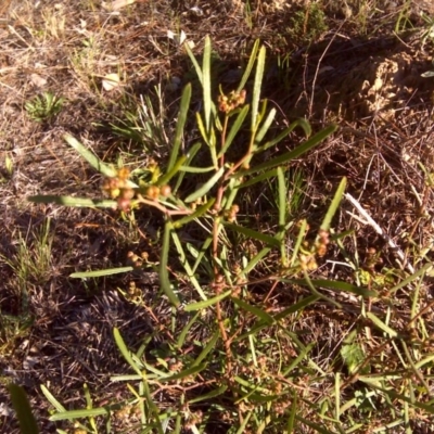 Dodonaea viscosa subsp. angustissima (Hop Bush) at Isaacs Ridge and Nearby - 28 Aug 2016 by Mike