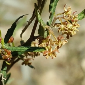 Dodonaea viscosa subsp. angustissima at Isaacs, ACT - 28 Aug 2016 04:11 PM