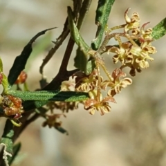 Dodonaea viscosa subsp. angustissima at Isaacs, ACT - 28 Aug 2016