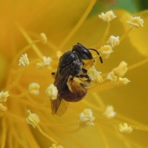 Lasioglossum (Chilalictus) hemichalceum at Pollinator-friendly garden Conder - 8 Dec 2015