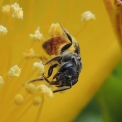 Lasioglossum (Chilalictus) hemichalceum at Pollinator-friendly garden Conder - 8 Dec 2015