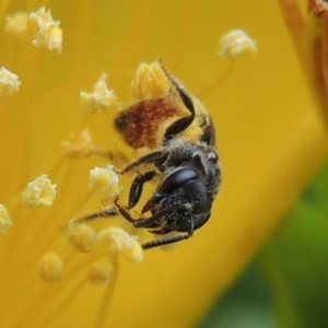 Lasioglossum (Chilalictus) hemichalceum at Pollinator-friendly garden Conder - 8 Dec 2015 12:47 PM