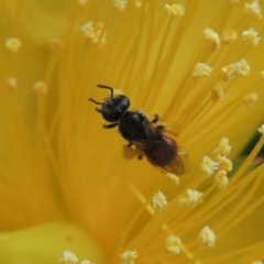 Lasioglossum (Chilalictus) hemichalceum at Pollinator-friendly garden Conder - 8 Dec 2015