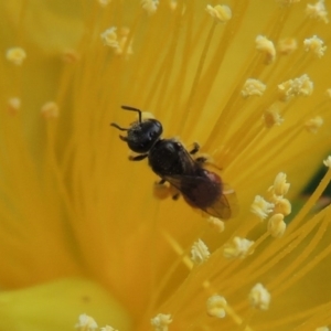 Lasioglossum (Chilalictus) hemichalceum at Pollinator-friendly garden Conder - 8 Dec 2015