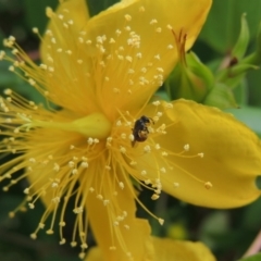 Lasioglossum (Chilalictus) hemichalceum at Pollinator-friendly garden Conder - 8 Dec 2015