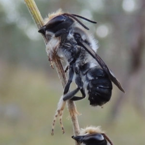 Megachile lucidiventris at Tennent, ACT - 31 Dec 2014